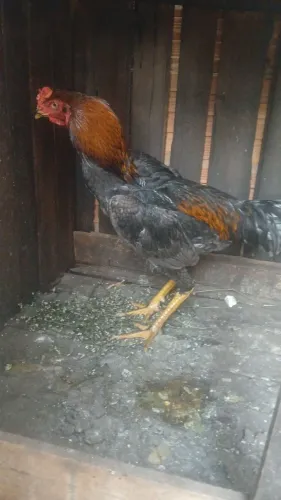Galo