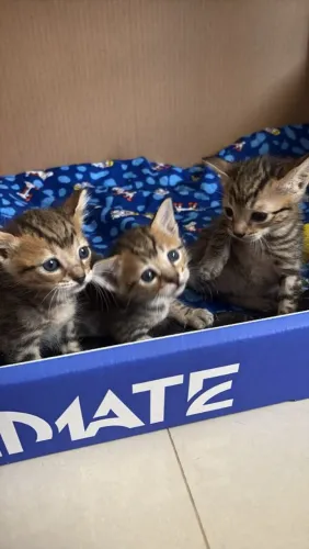 DOAÇÃO DE GATINHOS