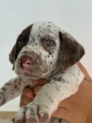 Filhotes de dálmatas 