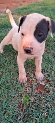 Filhote de pitbull, fêmea