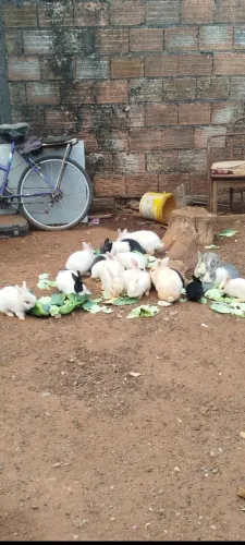 Coelhos