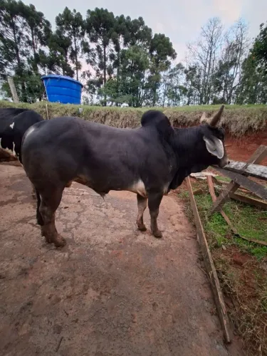 Touro guzera a venda