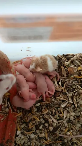 camundongos
