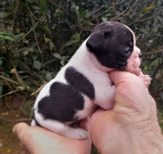 Bulldog francês