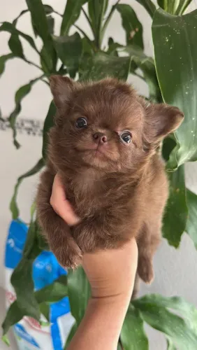 Chihuahua Pêlo Longo Macho!! Belo Menino Disponível