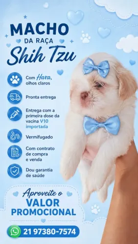 Filhotes de Shih-tzu macho