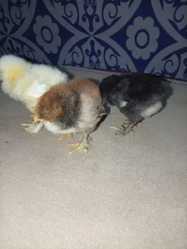 Pintinhos brahmas a venda