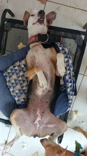 ADOÇÃO