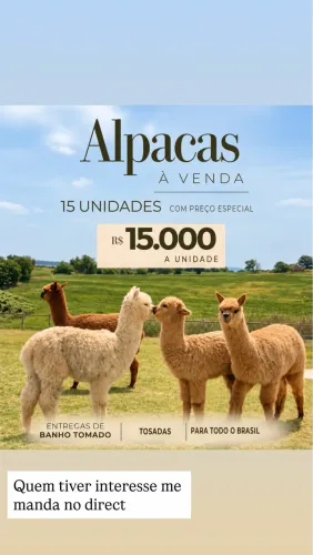 Alpaca filhote 