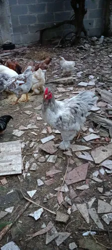 Galo Brahma jovem
