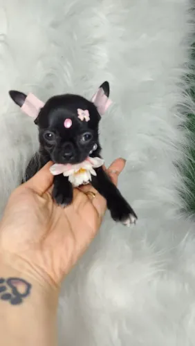 CHIHUAHUA Black preta pêlo curto minúscula mini micro