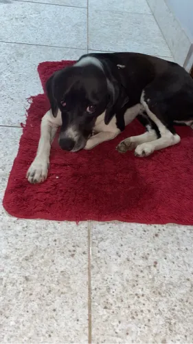 Doa-se cachorra fêmea