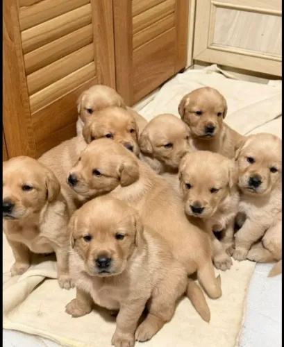 Doações Golden filhotes *