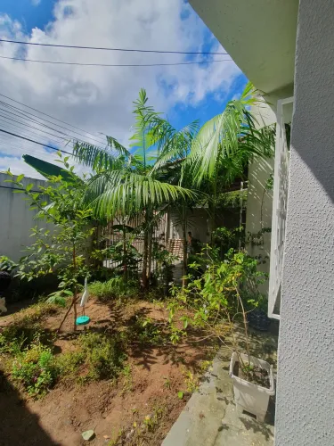 Vendo mudas de pé de Açaí todas com mais de 2metros
