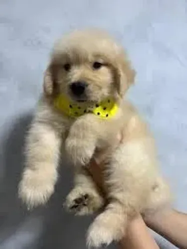 Golden Retriever filhotes 