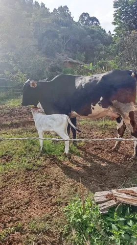 Vende vaca