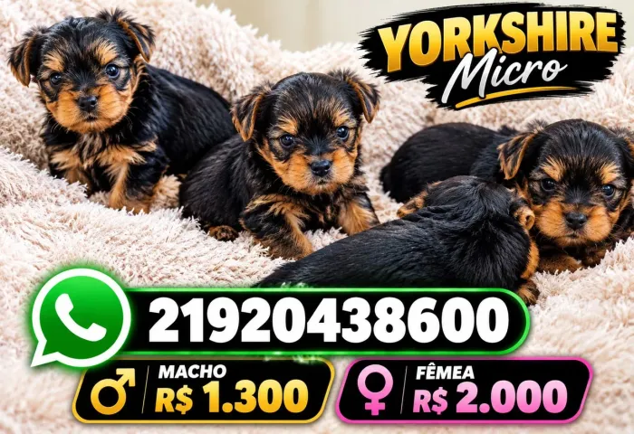 Yorkshire micro macho e fêmea raça pura lindos