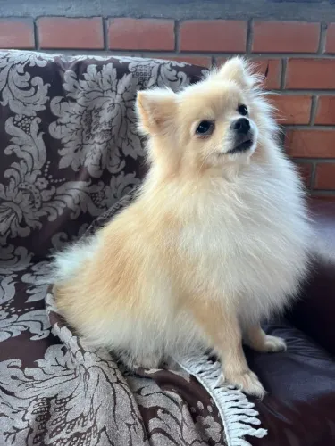 Spitz alemão