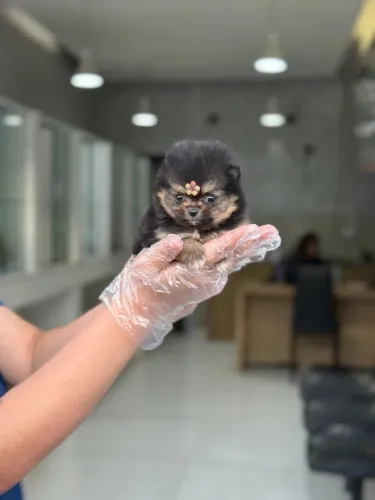 Filhotes Spitz Alemão Anão Disponíveis para Pronta Entrega