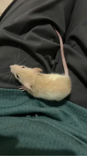 Ratos Twister Filhotes | Pet dócil | BH