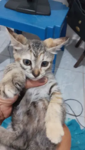 Gatinha fêmea filhotinha linda pra adoção