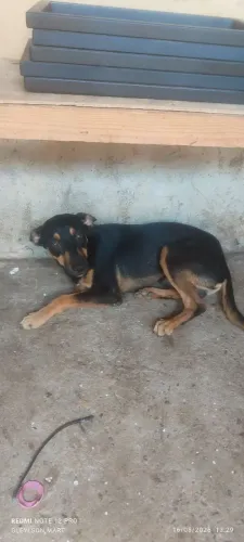 Filhote de pinscher