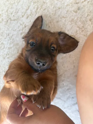 Filhote de salsicha (Dachshund)