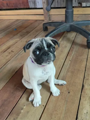 Pug panda fêmea 