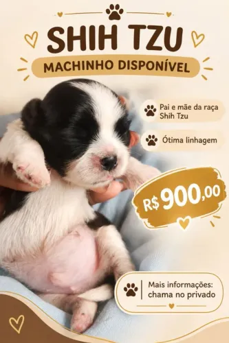 Cachorro da raça Shitzu