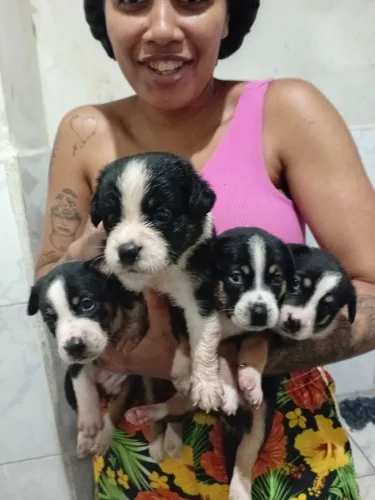 Filhotes doação