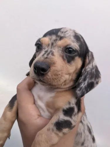 Filhote de Dachshund macho mofado