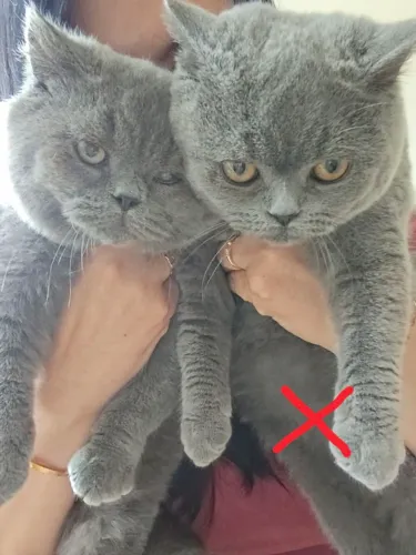British Shorthair macho, super dócil SP