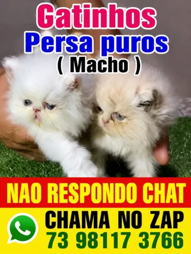 Gato Persa ( vendo ) ENTREGO VARIAS CIDADES 