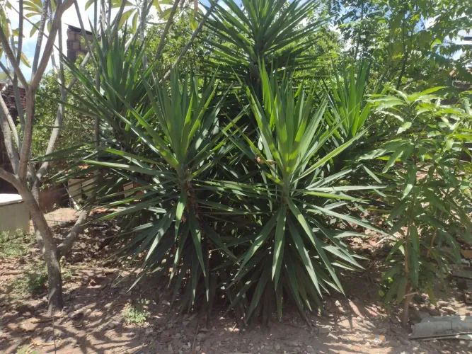 Palmeira yuca pra vim busca