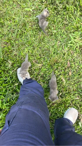 Gatos para adoção 
