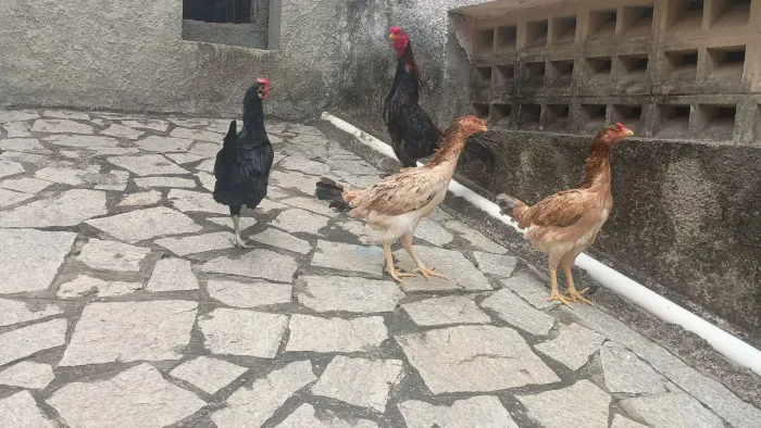 Galinhas para vender