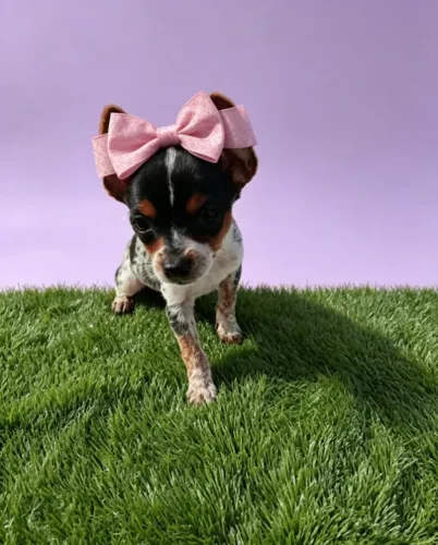 Delicada Bonequinha Pinscher