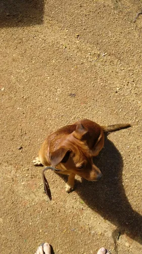 Doação de cachorro 