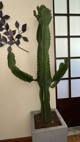 Vaso grande (50cm) com cactos mandacaru ( 1m e 20)