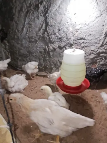 Franguinhas Super Poedeiras