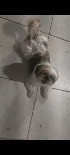 Shih-Tzu fêmea