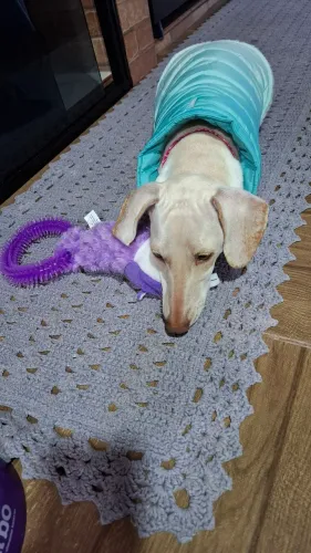 Cachorro salsicha