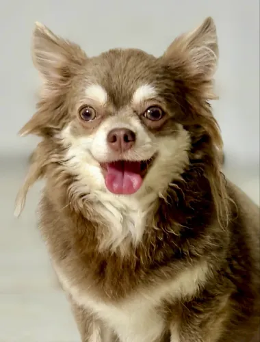 Filhotes Chihuahua chocolate PL