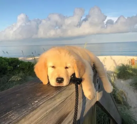 Cachorro filhote golden retriever super dócil de linhagem selecionada