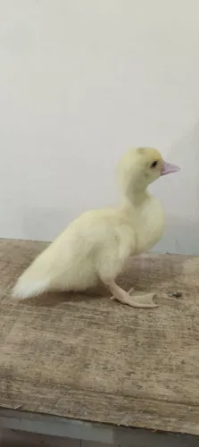 Pato