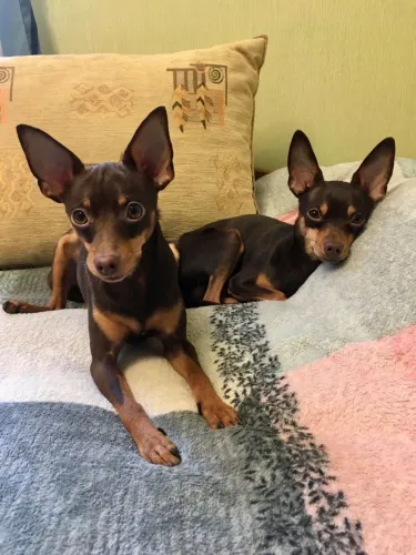 Filhotes De Pinscher - O Amigo Mais Fiel Do Mundo Está Pronto Para Te Conhecer