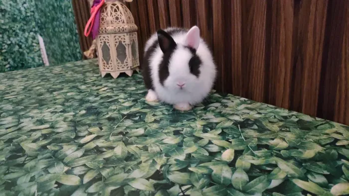 Mini coelhos anão 