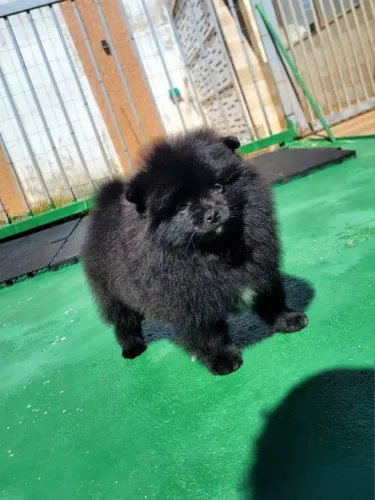 Spitz Alemão - Lulu da Pomerânia - FÊMEA - Pedigree CBKC - 10x s/ juros com Garantia