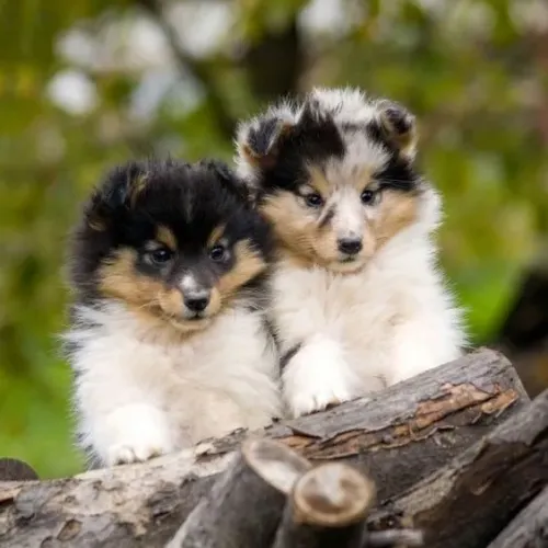 Pastor de Shetland (Sheltie) 