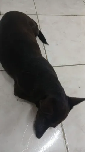 Pinscher Fêmea Preta 